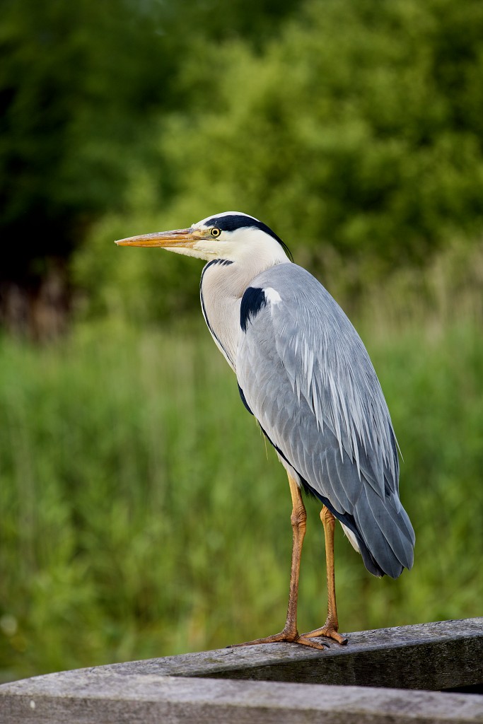 vogels vogel hdr fauna natuur aves zang vliegen vrij